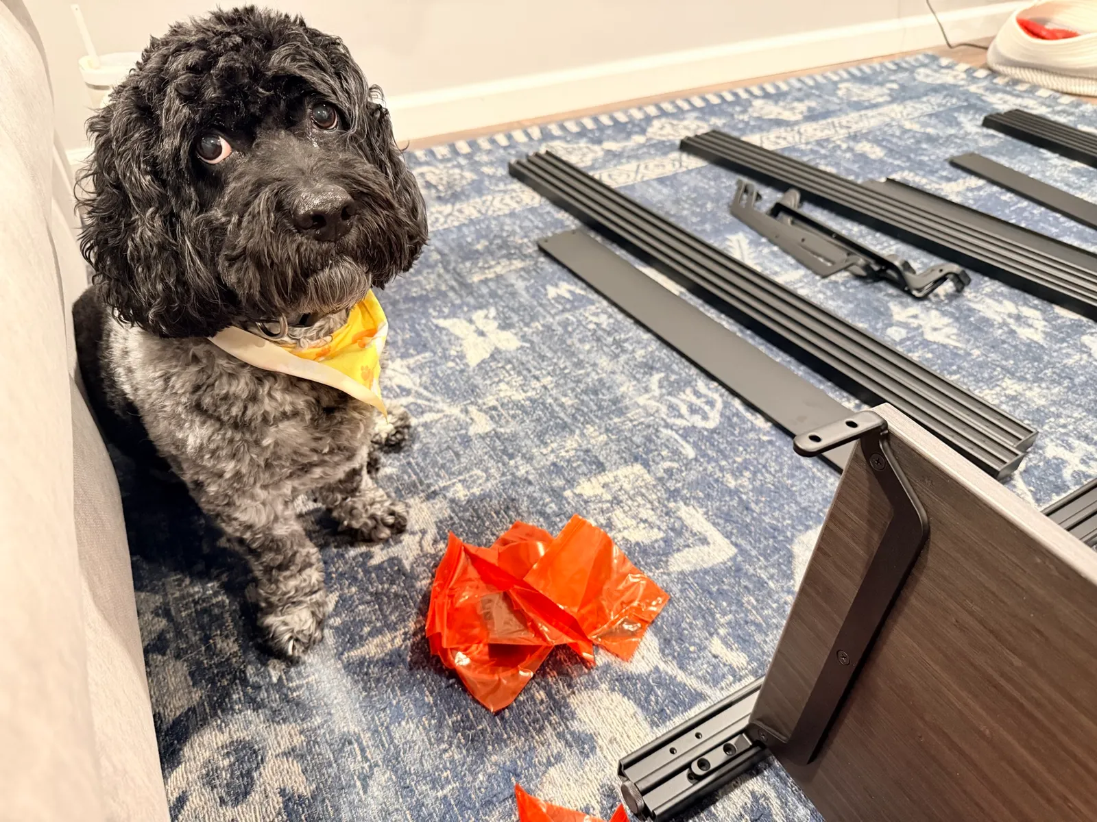 A dog supervising the UPLIFT Sequence Shelves assembly